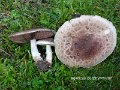Agaricus porphyrizon-amf171-1